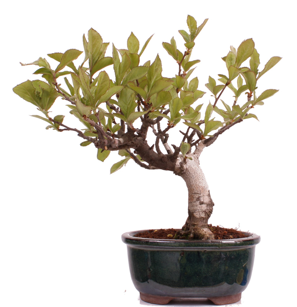 Bonsai - Pourthiaea villosa - Warzige Glanzmispel Shohin aus Japan 229/88