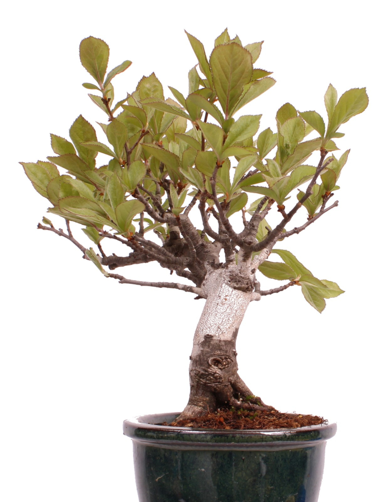 Preview: Bonsai - Pourthiaea villosa - Warzige Glanzmispel Shohin aus Japan 229/88