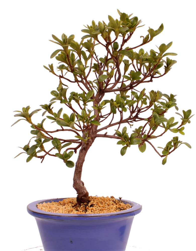 Bonsai - Japanische Satsuki Azalee - Rhododendron indicum 229/89