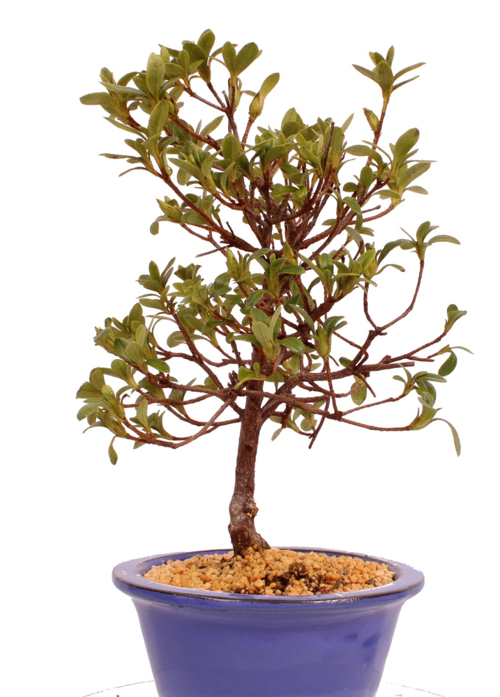Bonsai - Japanische Satsuki Azalee - Rhododendron indicum 229/89