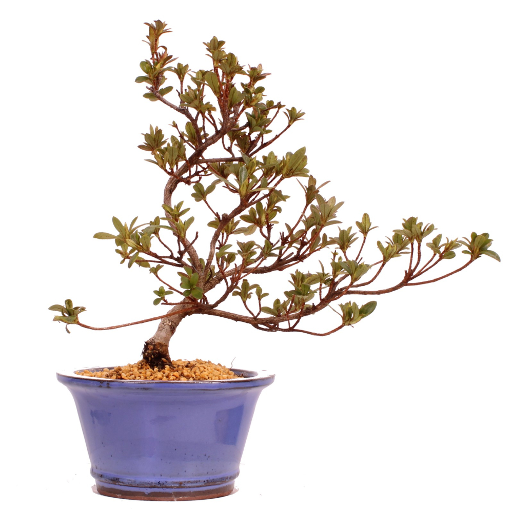Bonsai - Japanische Satsuki Azalee 'Karenko'- Rhododendron indicum 229/90