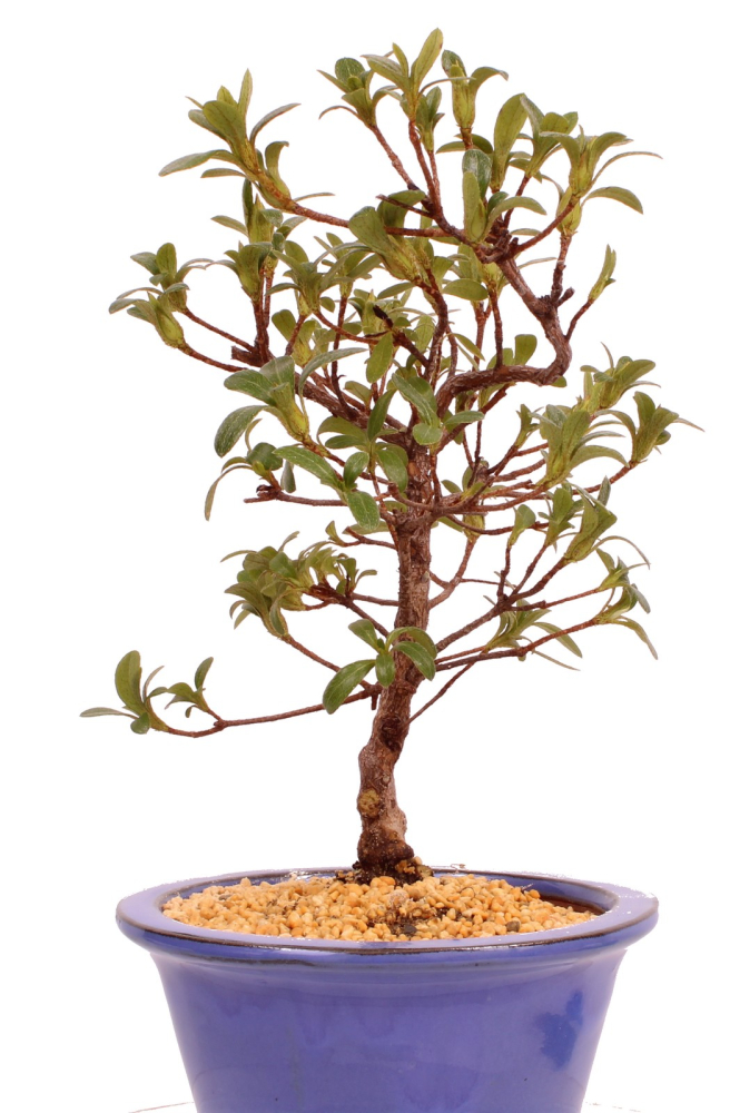Bonsai - Japanische Satsuki Azalee 'Yama-no-Hikari' -Rhododendron indicum 229/91