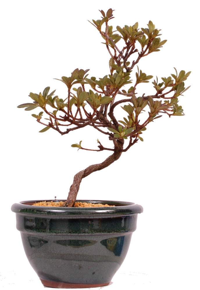 Bonsai - Japanische Satsuki Azalee 'Fureai-no-Sato' -Rhododendron indicum 229/93