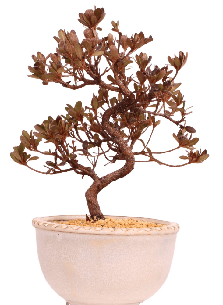 Bonsai - Japanische Satsuki Azalee 'Suzu-no-Homare' -Rhododendron indicum 229/94