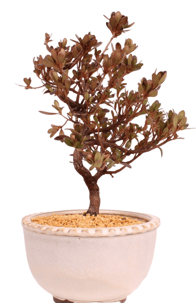 Bonsai - Japanische Satsuki Azalee 'Suzu-no-Homare' -Rhododendron indicum 229/94