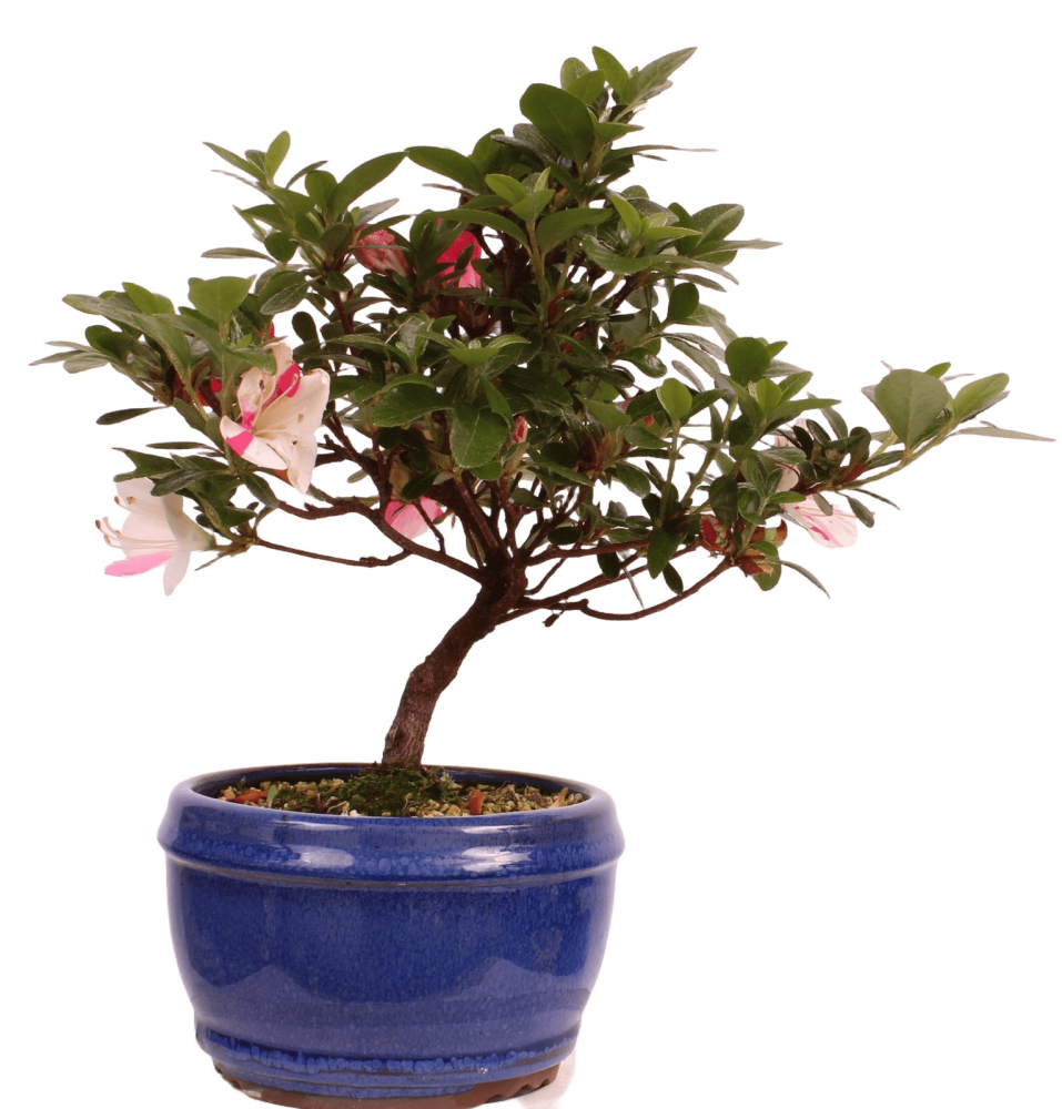 Bonsai - Japanische Satsuki Azalee 'Zansetsu' - Rhododendron indicum 229/95
