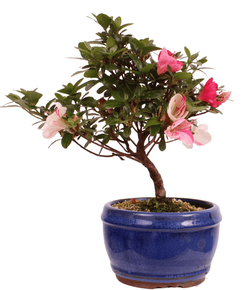 Bonsai - Japanische Satsuki Azalee 'Zansetsu' - Rhododendron indicum 229/95