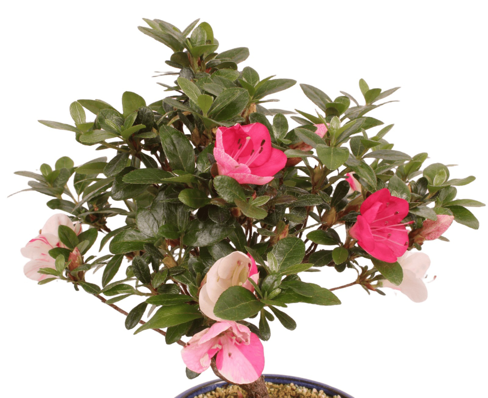 Bonsai - Japanische Satsuki Azalee 'Zansetsu' - Rhododendron indicum 229/95