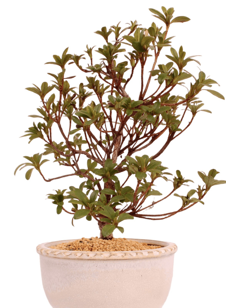 Bonsai - Japanische Satsuki Azalee 'Karenko'- Rhododendron indicum 229/96