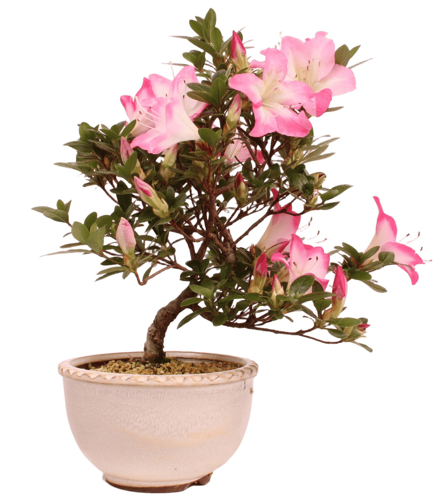 Bonsai - Japanische Satsuki Azalee 'Karenko'- Rhododendron indicum 229/96
