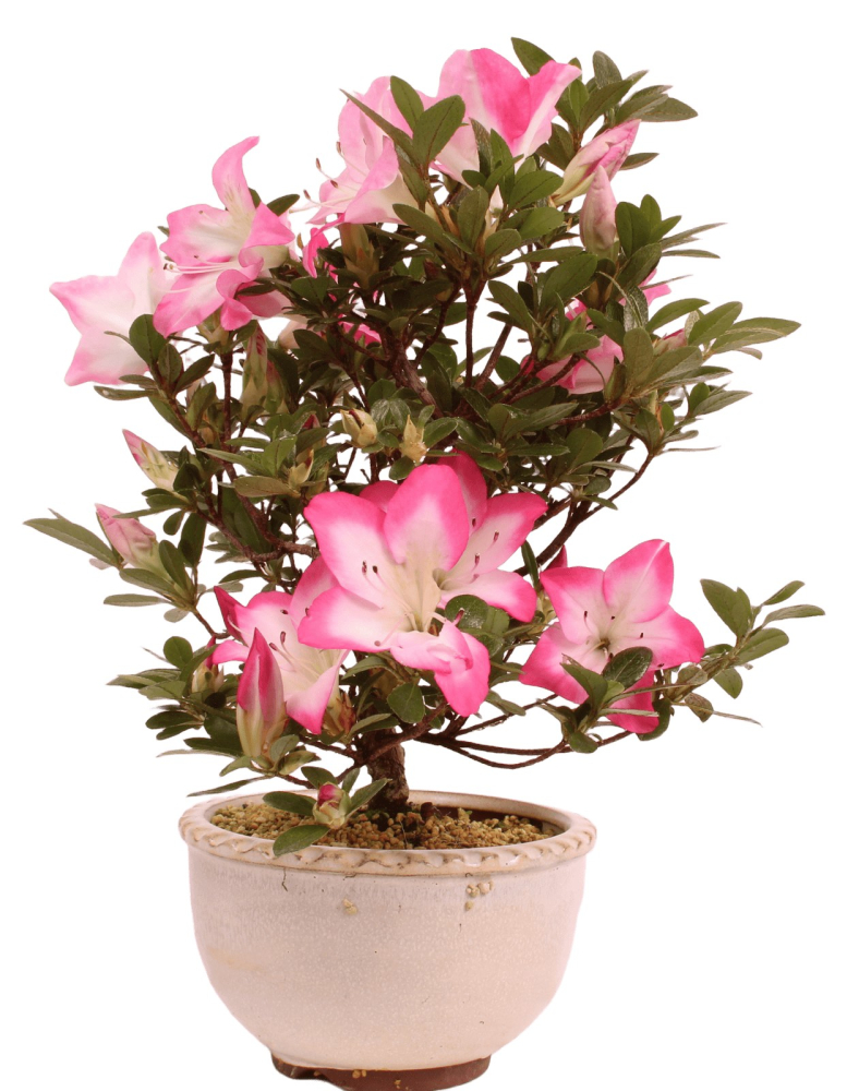 Bonsai - Japanische Satsuki Azalee 'Karenko'- Rhododendron indicum 229/96