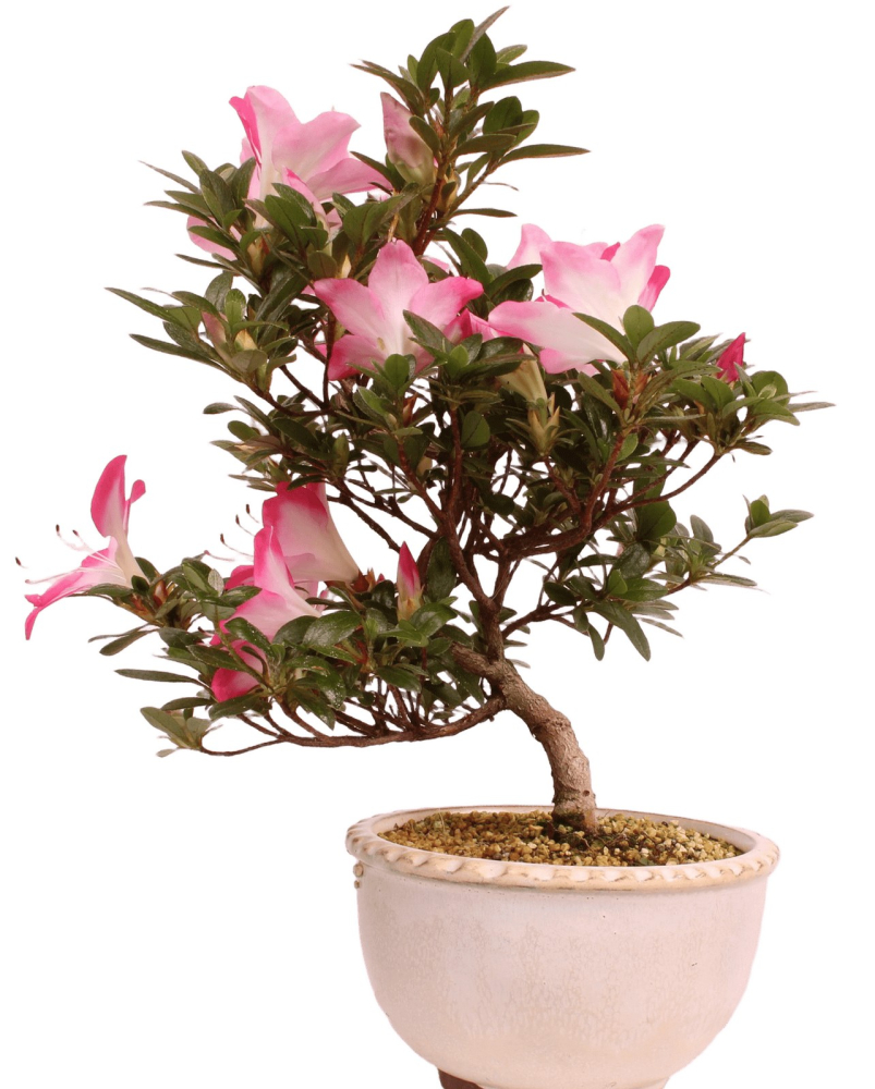 Bonsai - Japanische Satsuki Azalee 'Karenko'- Rhododendron indicum 229/96
