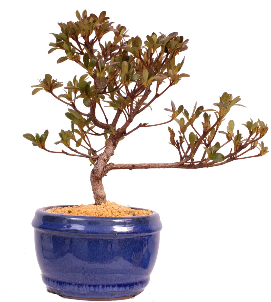 Bonsai - Japanische Satsuki Azalee - Rhododendron indicum 229/99