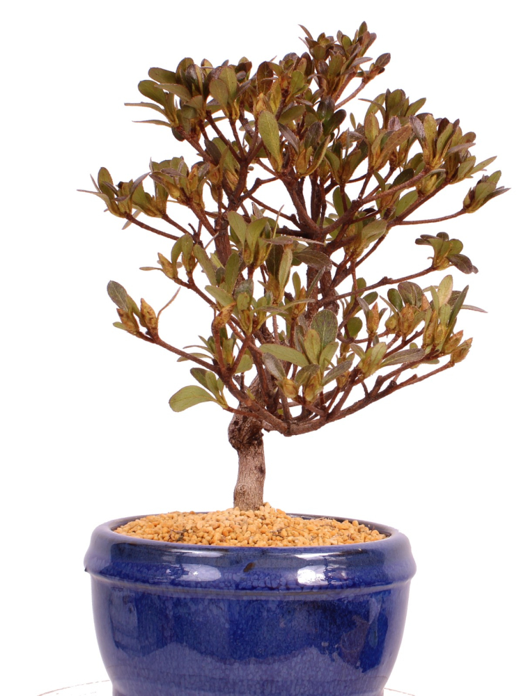 Bonsai - Japanische Satsuki Azalee - Rhododendron indicum 229/99
