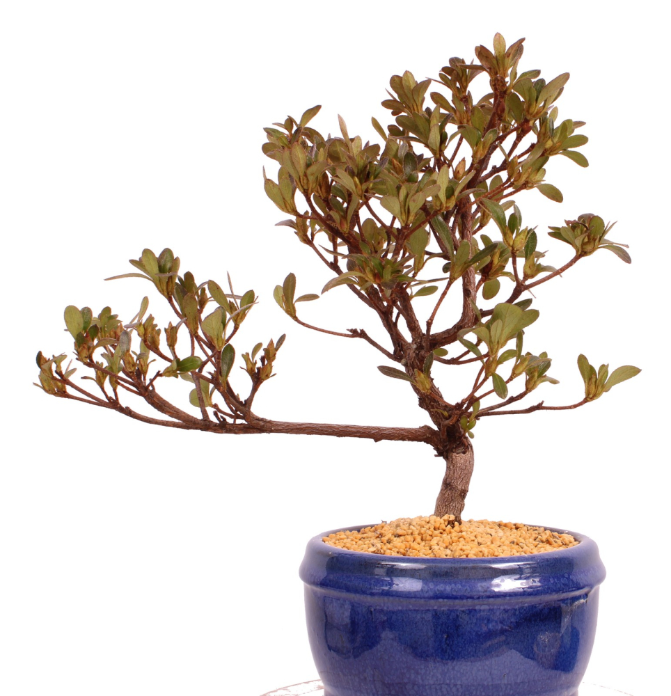 Bonsai - Japanische Satsuki Azalee - Rhododendron indicum 229/99