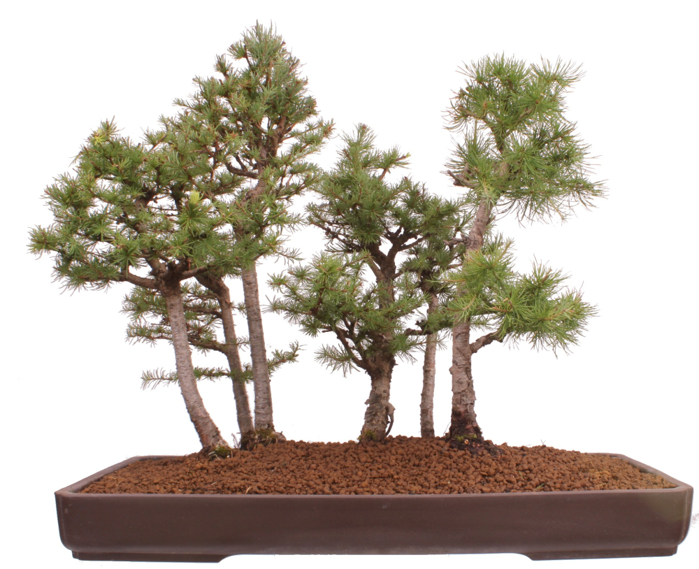Bonsai - Larix kaempferi - Japanische Lärche - Wald mit 6 Bäumen