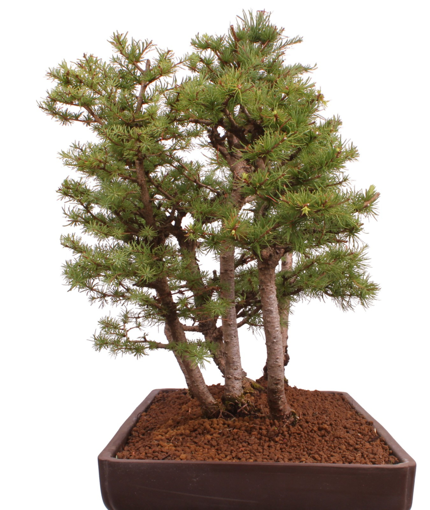Preview: Bonsai - Larix kaempferi - Japanische Lärche - Wald mit 6 Bäumen