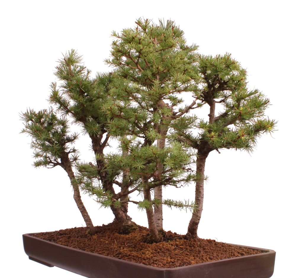 Preview: Bonsai - Larix kaempferi - Japanische Lärche - Wald mit 6 Bäumen