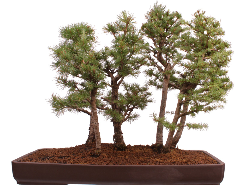 Bonsai - Larix kaempferi - Japanische Lärche - Wald mit 6 Bäumen