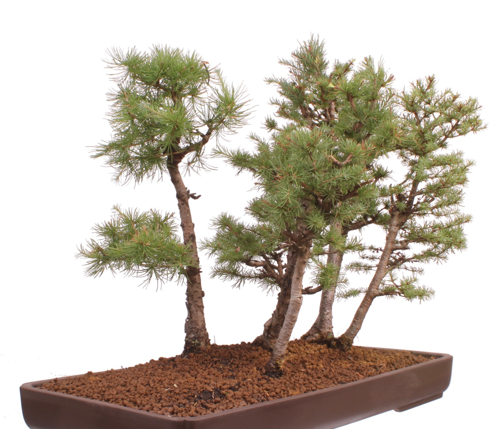 Bonsai - Larix kaempferi - Japanische Lärche - Wald mit 6 Bäumen