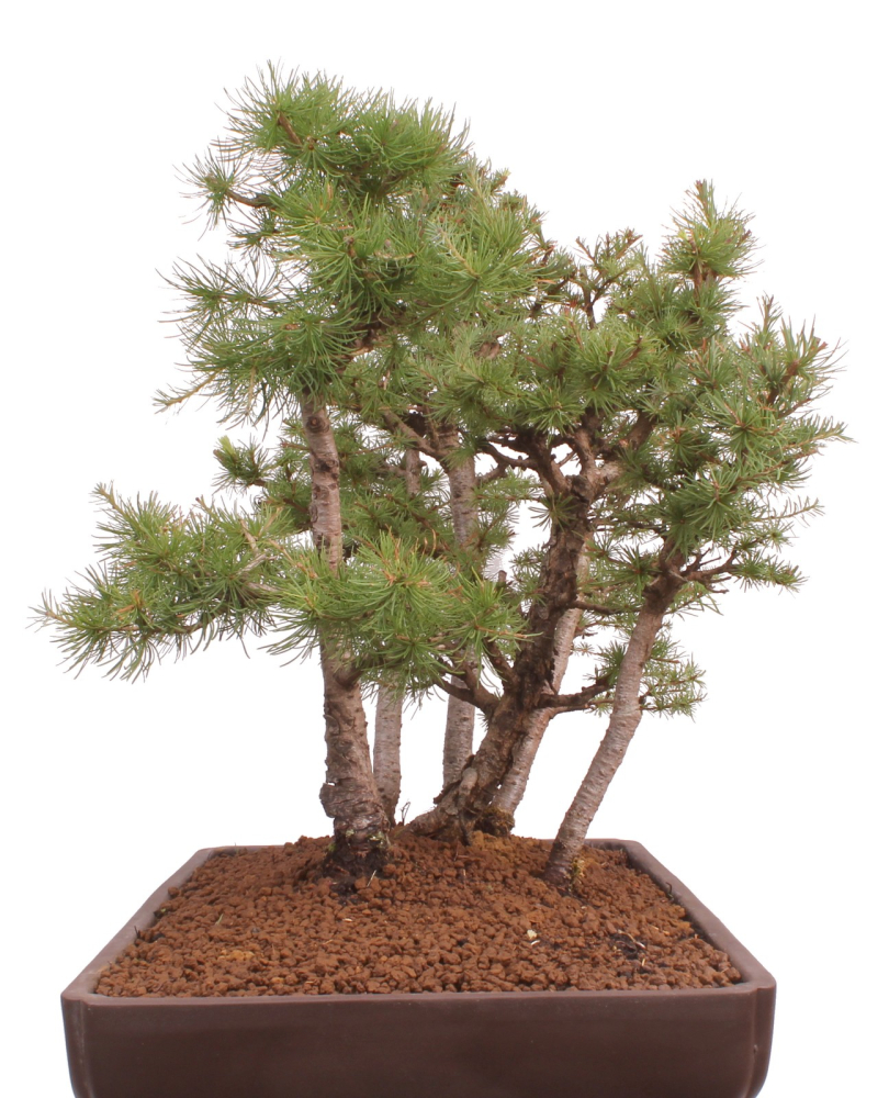Bonsai - Larix kaempferi - Japanische Lärche - Wald mit 6 Bäumen