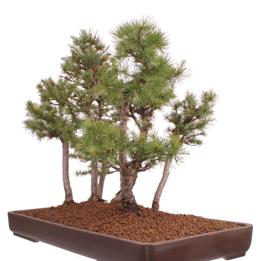 Bonsai - Larix kaempferi - Japanische Lärche - Wald mit 6 Bäumen