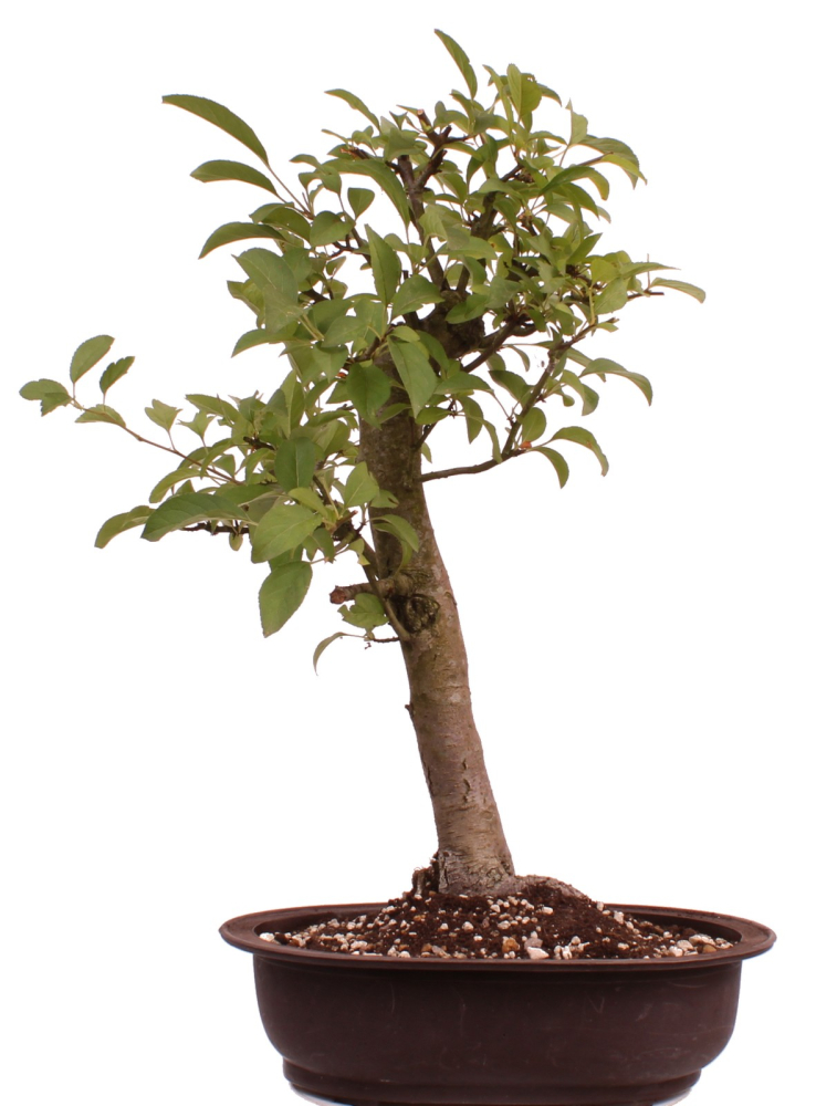 Bonsai - Malus spec.  Zier-Apfel 230/06