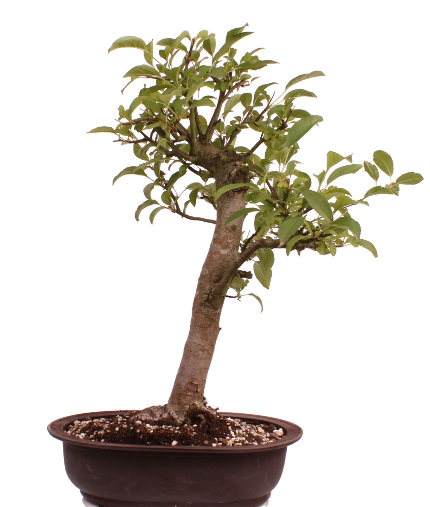 Preview: Bonsai - Malus spec.  Zier-Apfel 230/06