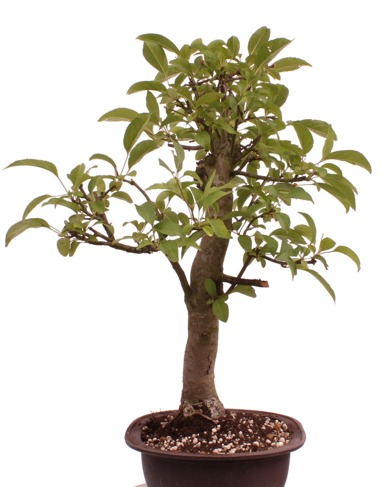 Preview: Bonsai - Malus spec.  Zier-Apfel 230/06