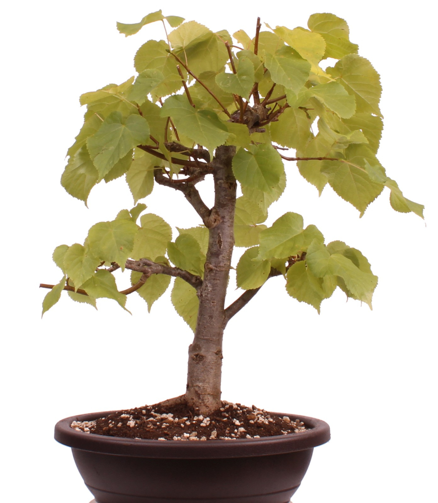 Bonsai - Tilia cordata  - Winterlinde 230/07