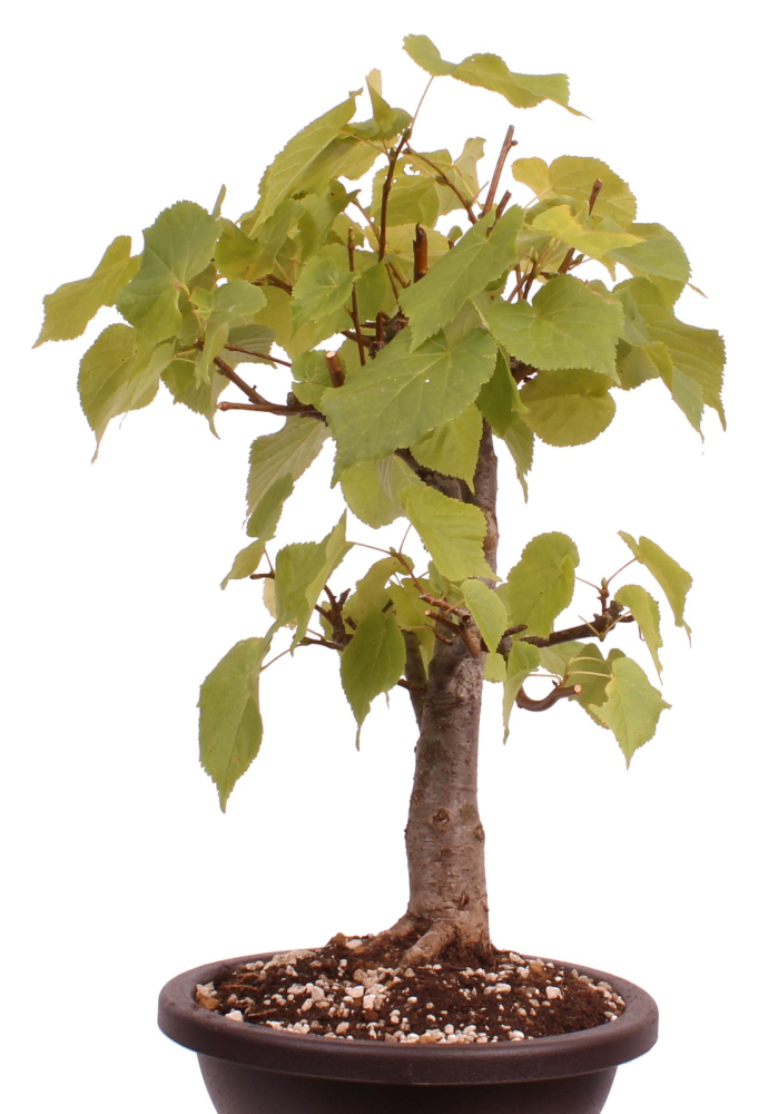 Preview: Bonsai - Tilia cordata  - Winterlinde 230/07