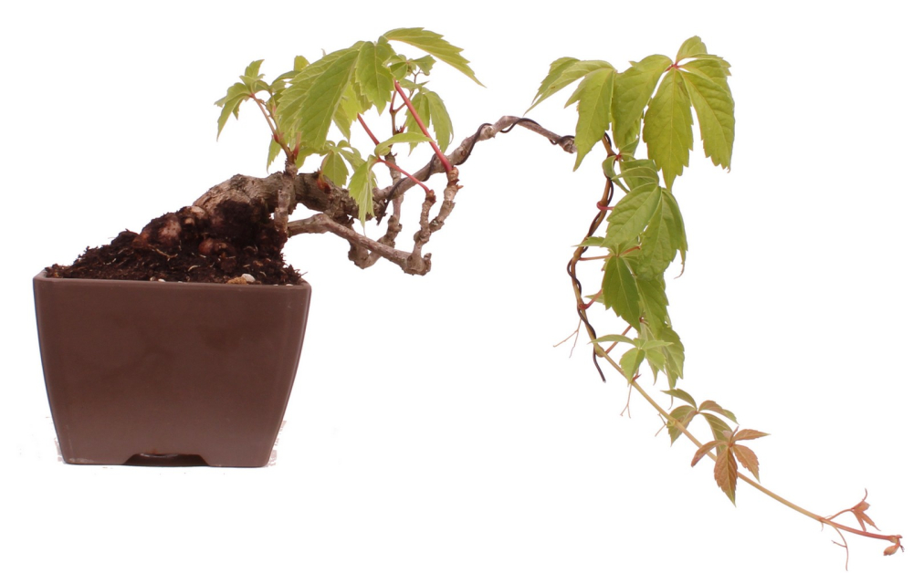 Bonsai - Parthenocissus tricuspidata  - Wilder Wein, Jungfernrebe 230/08