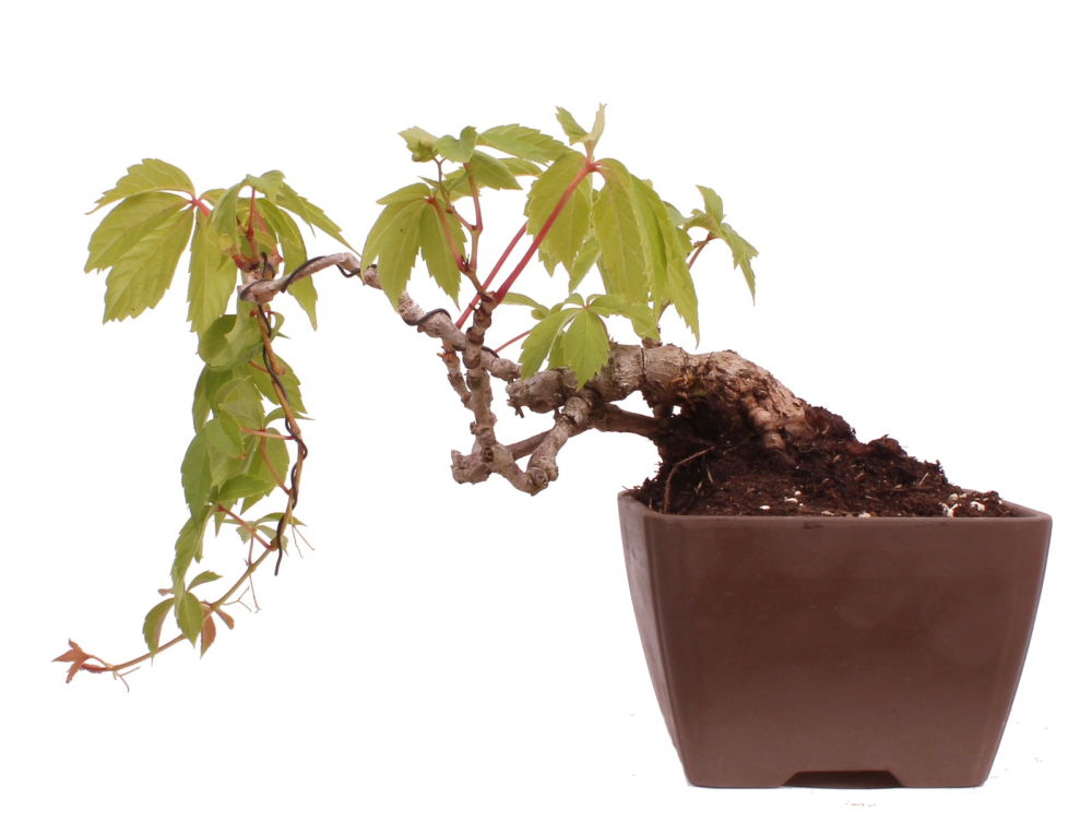 Preview: Bonsai - Parthenocissus tricuspidata  - Wilder Wein, Jungfernrebe 230/08