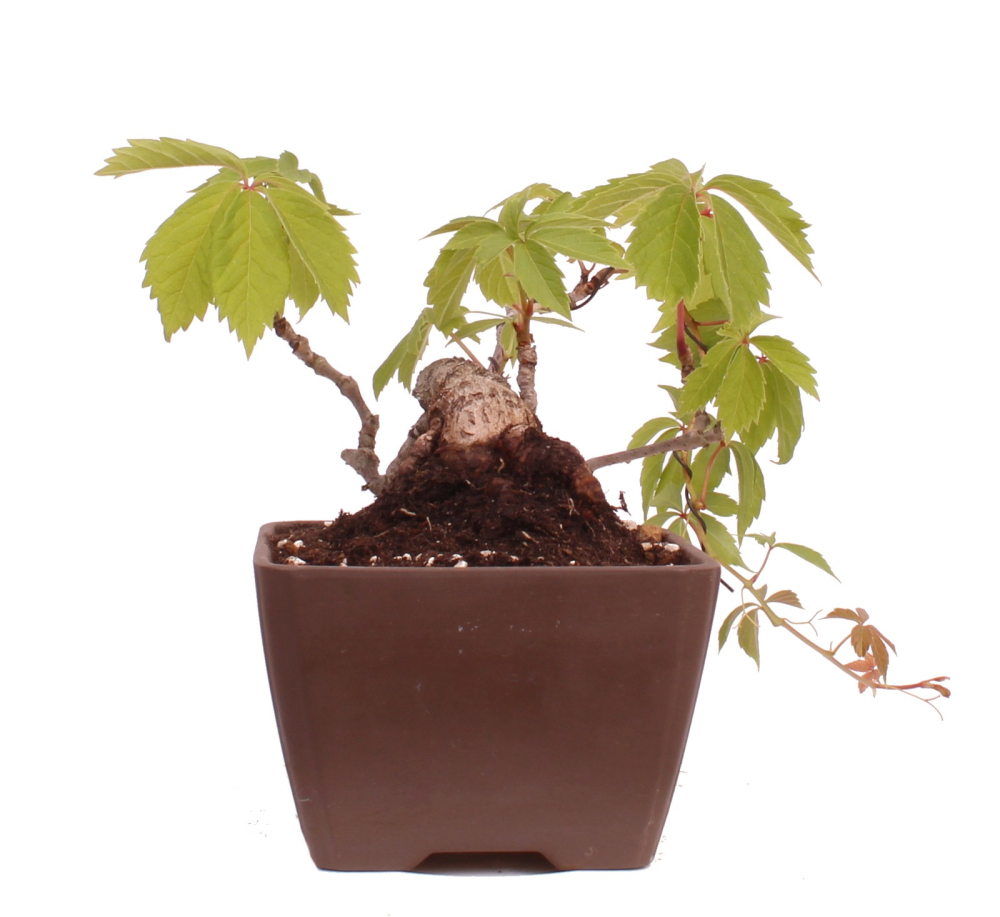 Preview: Bonsai - Parthenocissus tricuspidata  - Wilder Wein, Jungfernrebe 230/08