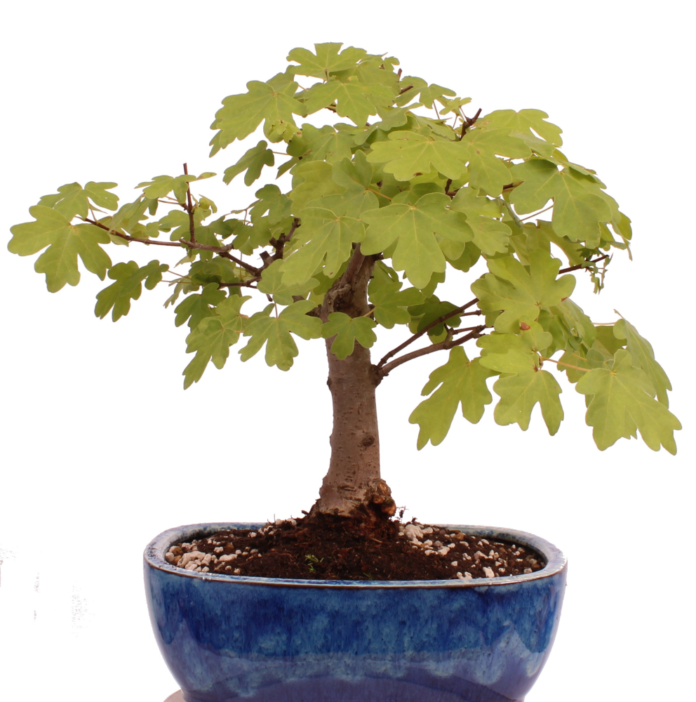 Preview: Bonsai - Acer campestre - Feldahorn  230/09
