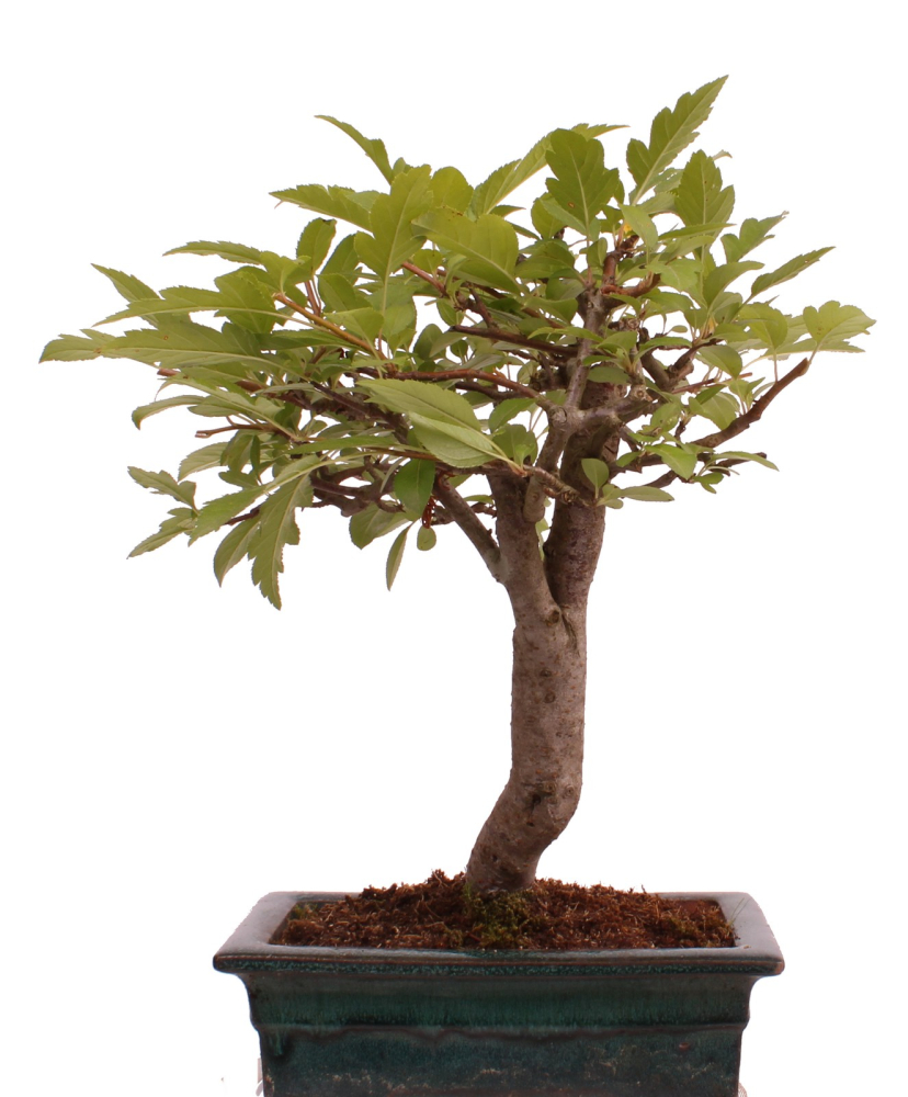 Preview: Bonsai - Malus spec.  Zier-Apfel 230/10