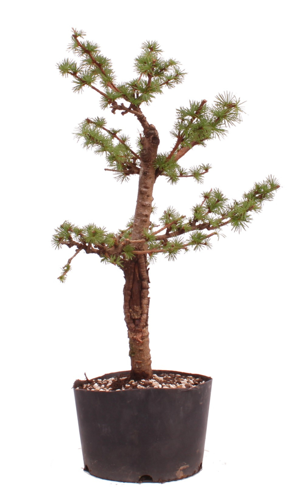 Bonsai - Larix spec. - Lärche 230/11