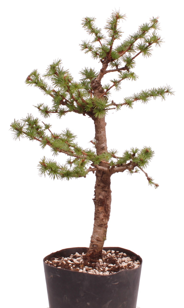 Bonsai - Larix spec. - Lärche 230/11