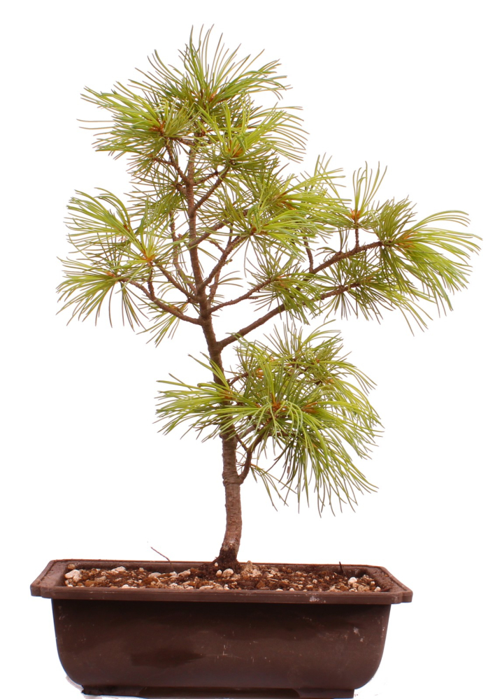 Bonsai - Pinus parviflora - Mädchenkiefer, Wurzelecht 230/12