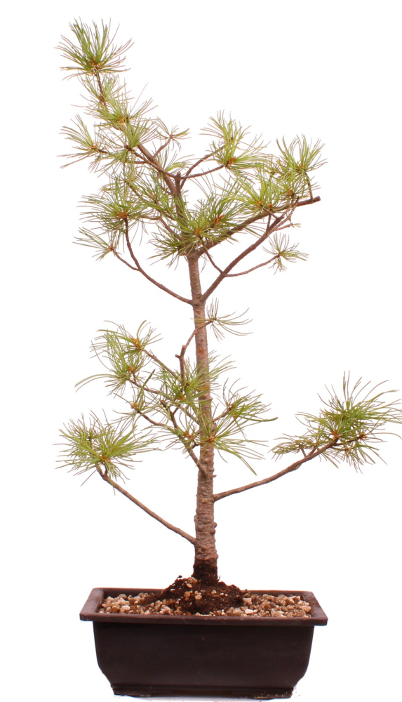 Bonsai - Pinus parviflora - Mädchenkiefer, Wurzelecht 230/13