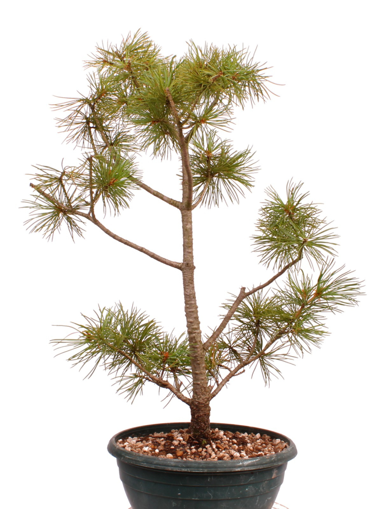 Preview: Bonsai - Pinus parviflora - Mädchenkiefer, Wurzelecht 230/14