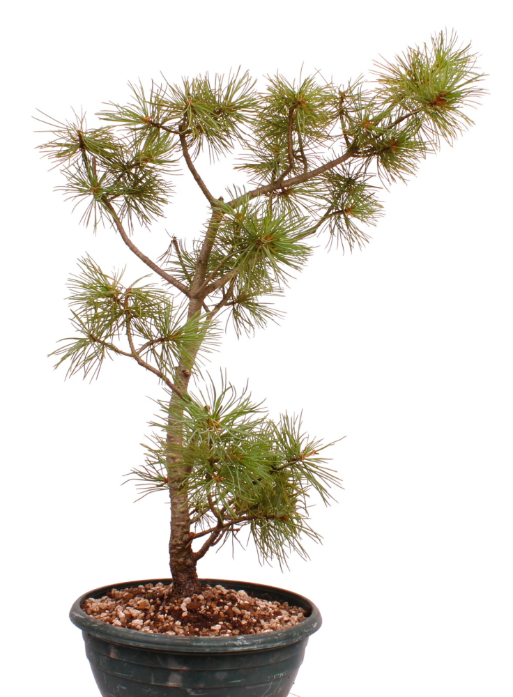Preview: Bonsai - Pinus parviflora - Mädchenkiefer, Wurzelecht 230/14