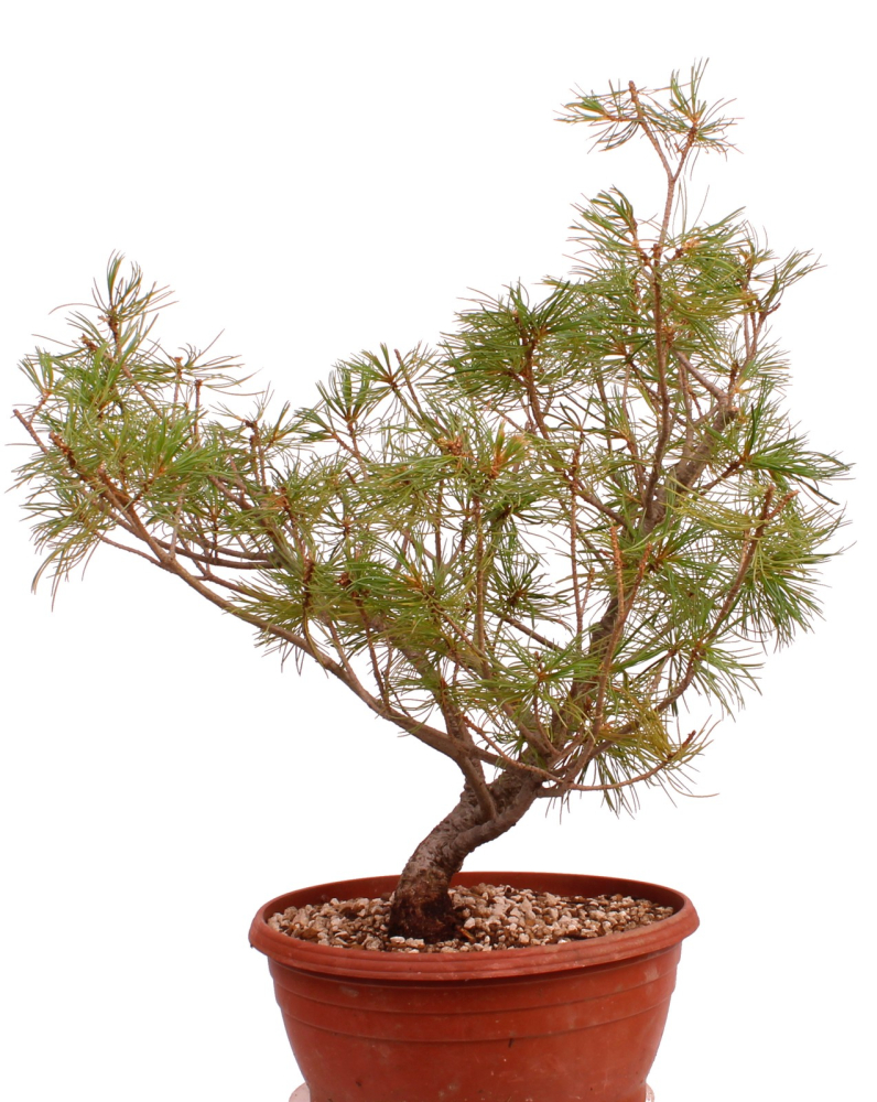 Preview: Bonsai - Pinus parviflora - Mädchenkiefer, Wurzelecht 230/15