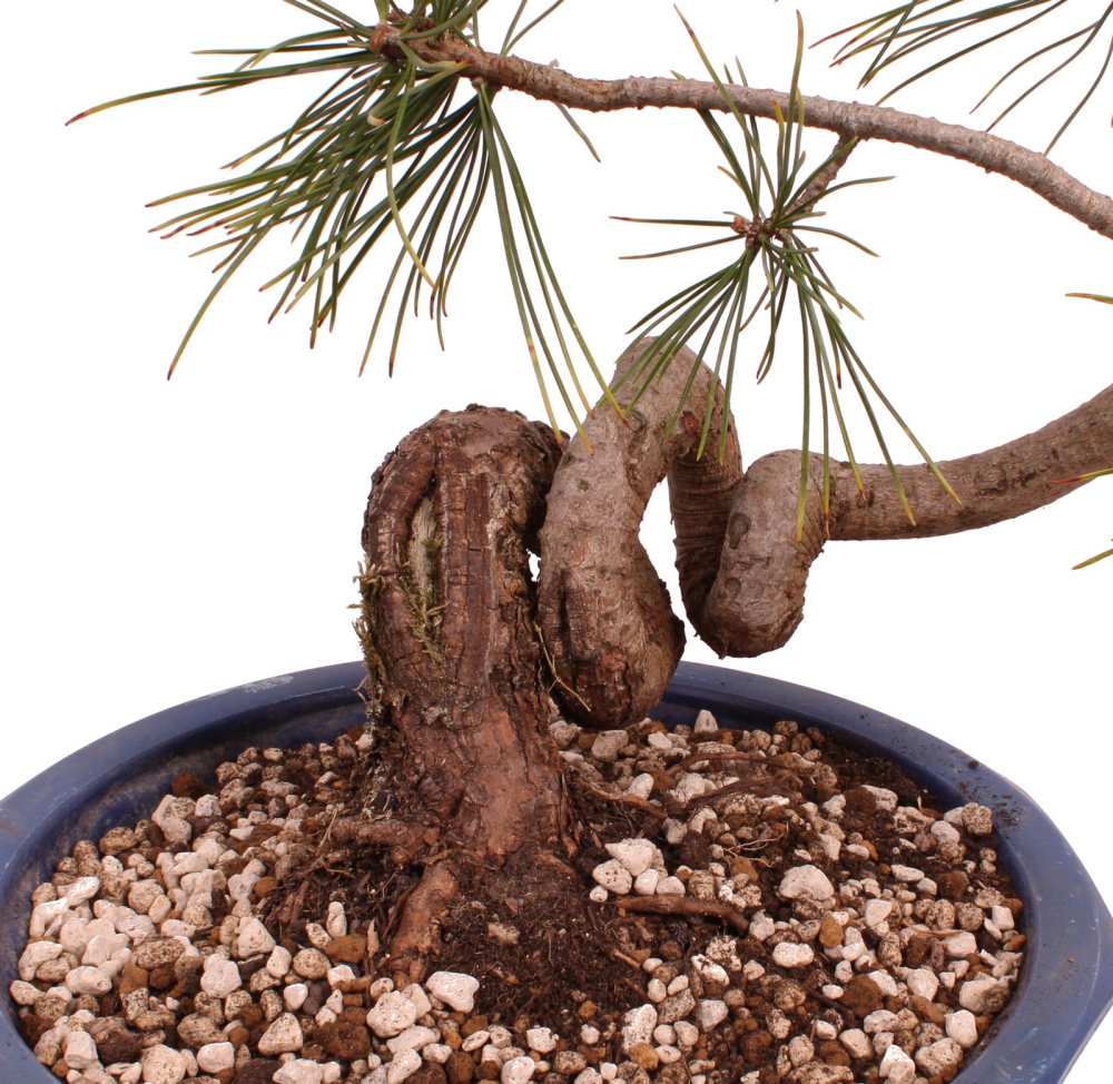 Bonsai - Pinus cembra - Zirbelkiefer  230/16