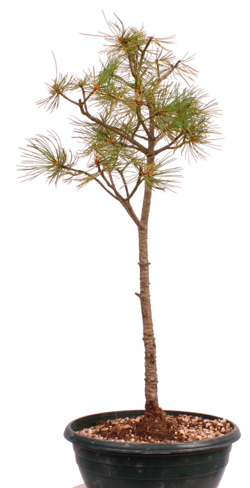 Preview: Bonsai - Pinus parviflora - Mädchenkiefer, Wurzelecht 230/17