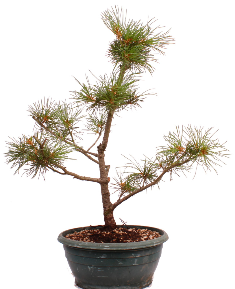 Bonsai - Pinus parviflora - Mädchenkiefer, Wurzelecht 230/18