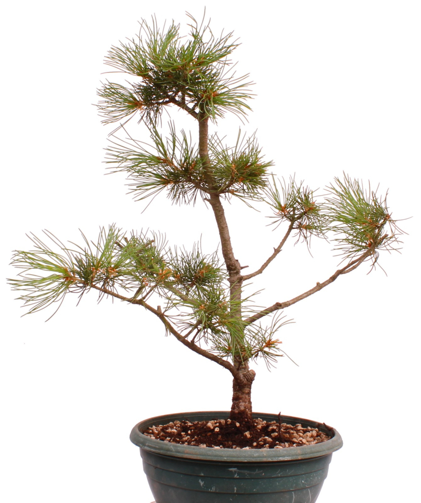 Preview: Bonsai - Pinus parviflora - Mädchenkiefer, Wurzelecht 230/18