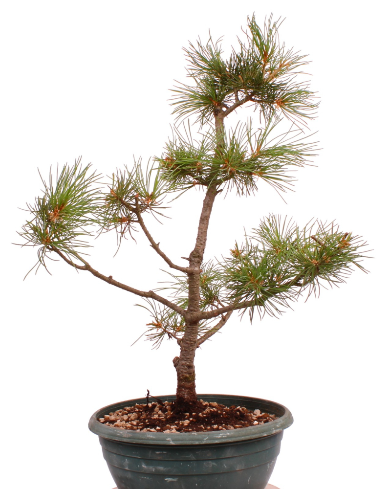 Preview: Bonsai - Pinus parviflora - Mädchenkiefer, Wurzelecht 230/18