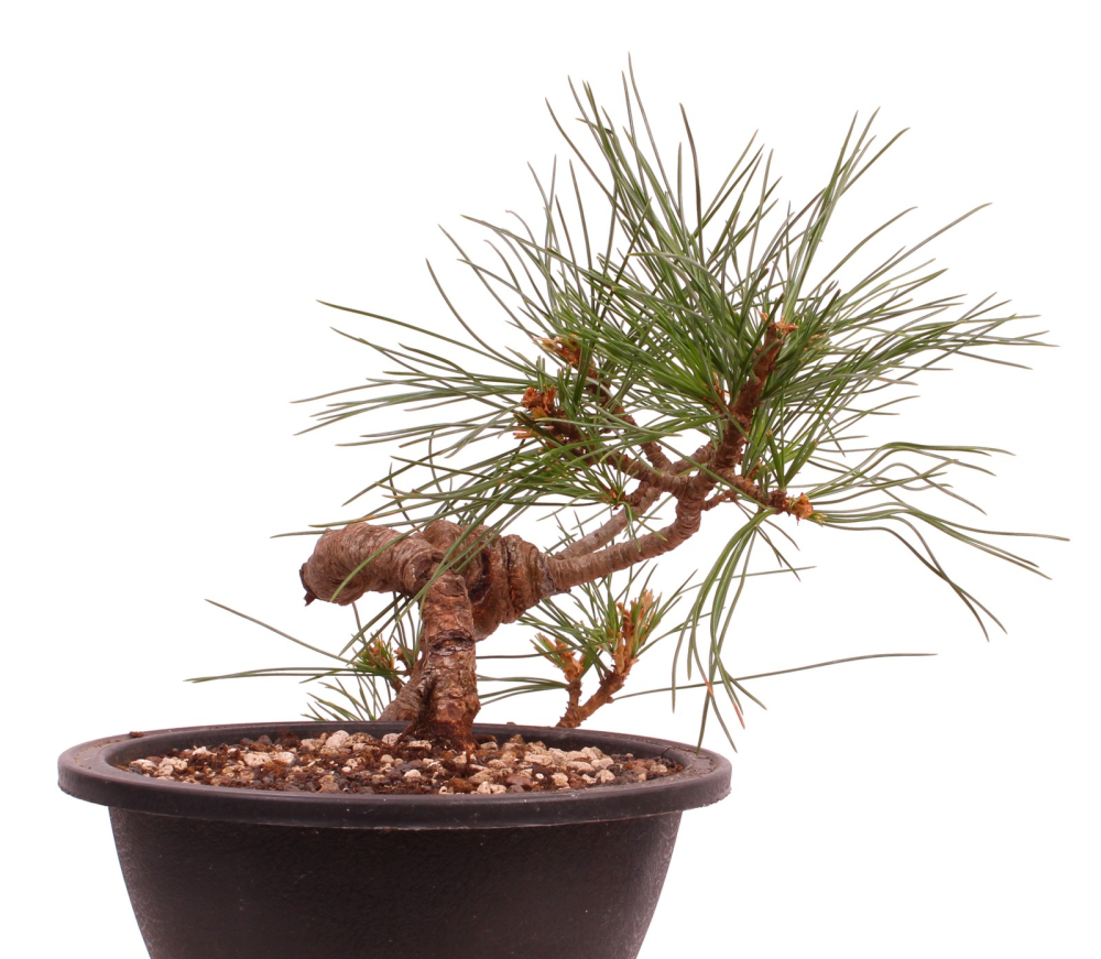 Bonsai - Pinus cembra - Zirbelkiefer  230/19