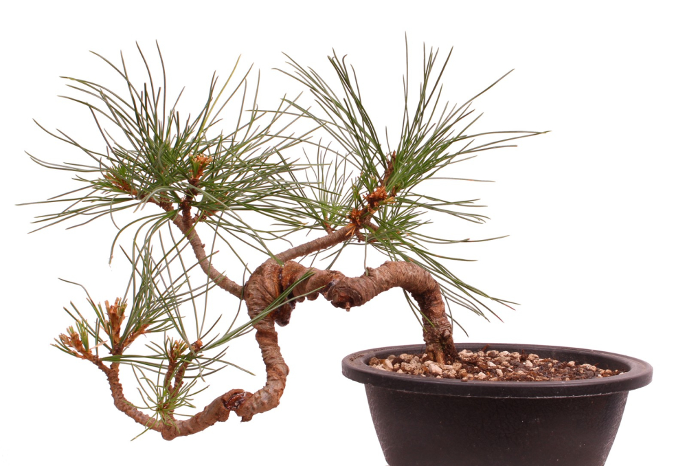 Bonsai - Pinus cembra - Zirbelkiefer  230/19